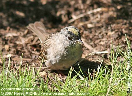 Bruant à couronne dorée