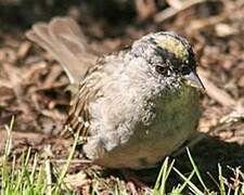 Bruant à couronne dorée