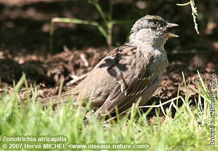 Golden-crowned Sparrow