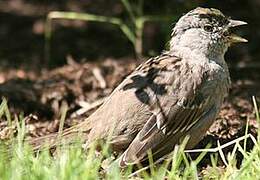 Bruant à couronne dorée