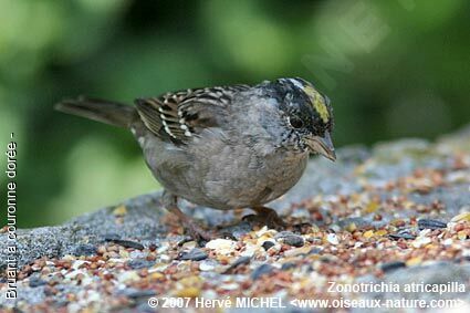 Bruant à couronne dorée