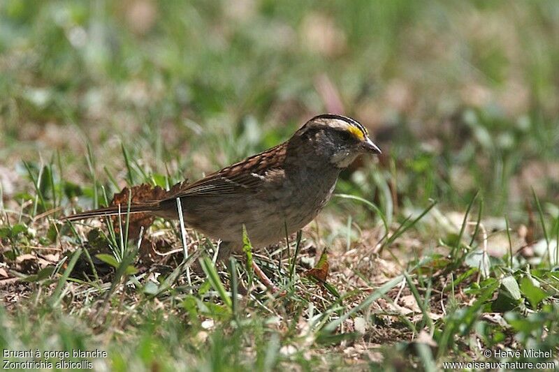 White-throated Sparrowadult breeding