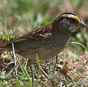 White-throated Sparrow