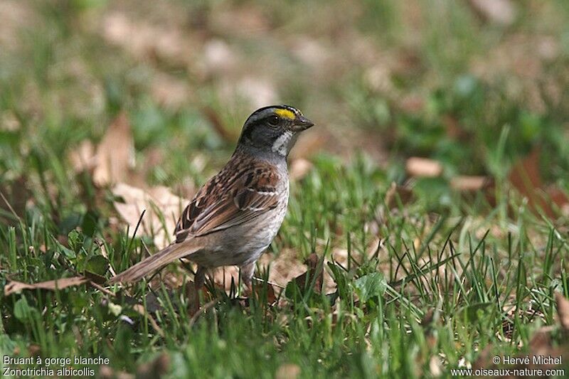 White-throated Sparrowadult breeding