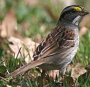 White-throated Sparrow