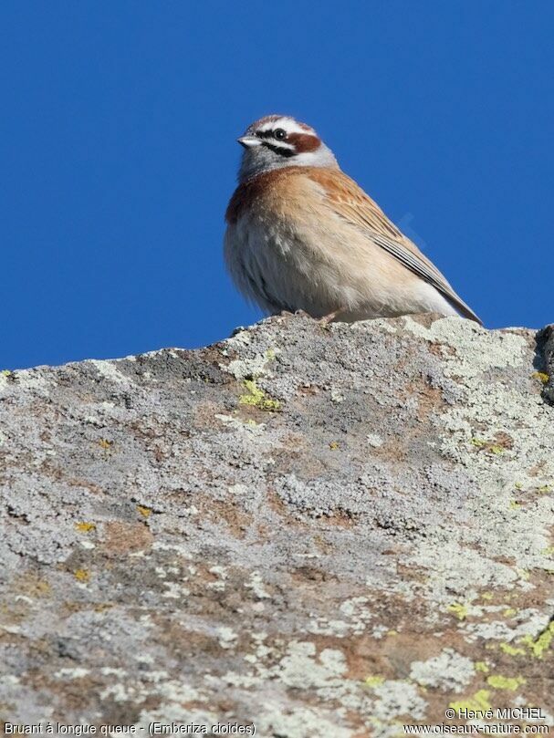 Meadow Bunting male adult