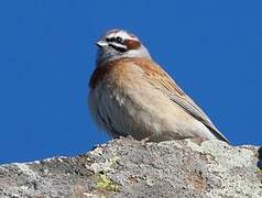 Meadow Bunting