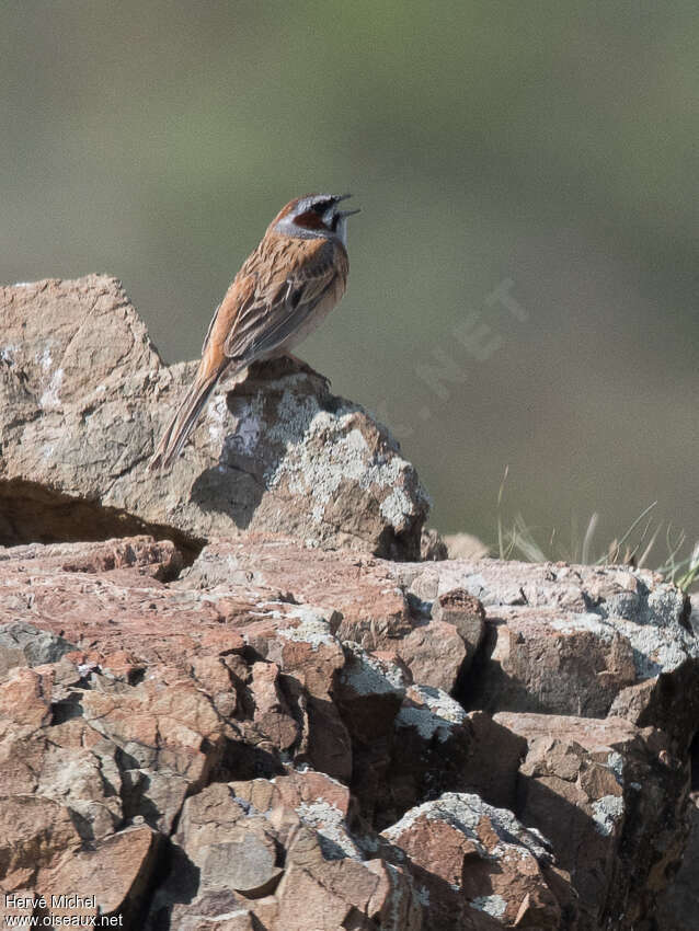 Bruant à longue queue mâle adulte nuptial, habitat