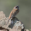 Bruant à longue queue
