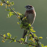 Meadow Bunting