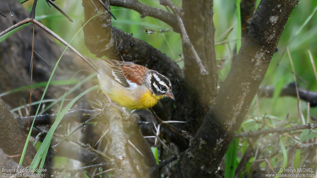 Bruant à poitrine dorée