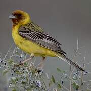 Red-headed Bunting