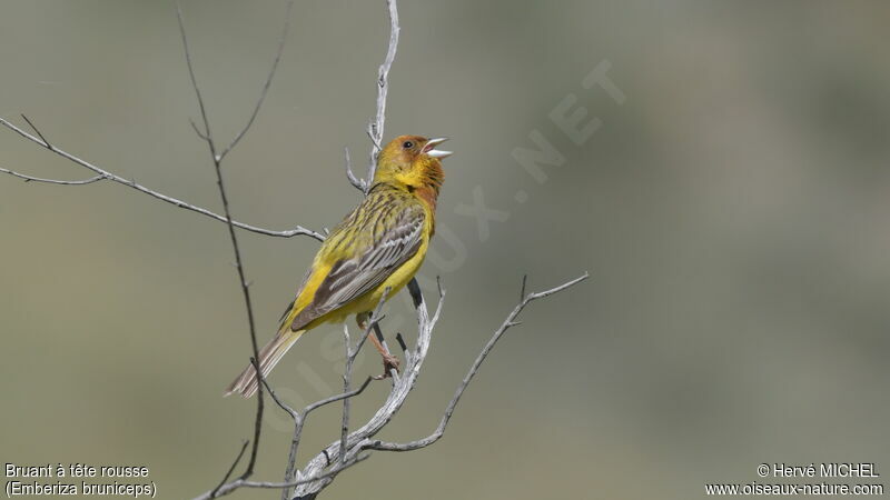 Red-headed Bunting male adult breeding