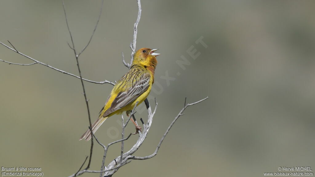 Bruant à tête rousse mâle adulte nuptial