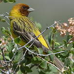 Bruant à tête rousse