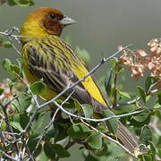 Red-headed Bunting