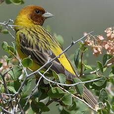 Bruant à tête rousse