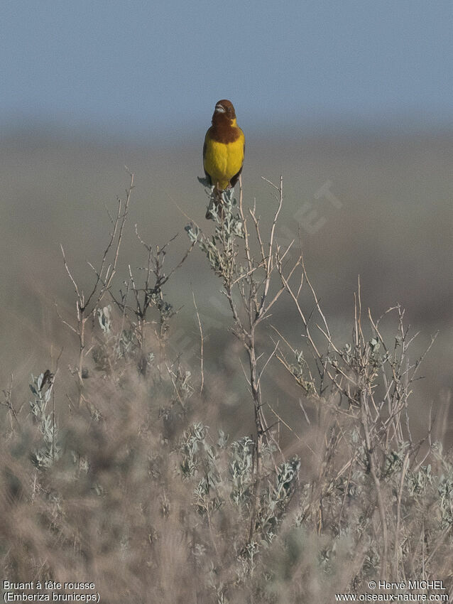 Red-headed Bunting male adult breeding