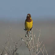 Red-headed Bunting