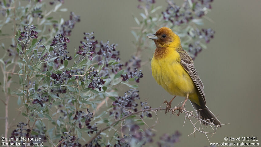 Red-headed Bunting male adult breeding