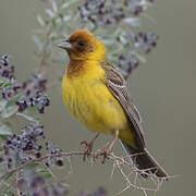 Red-headed Bunting