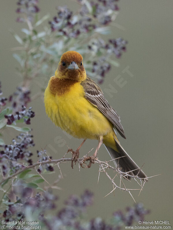 Red-headed Bunting male adult