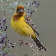 Red-headed Bunting