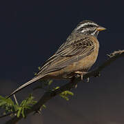 Cinnamon-breasted Bunting