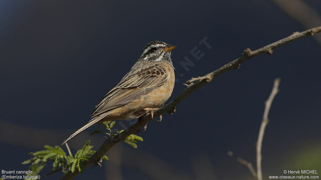 Cinnamon-breasted Bunting