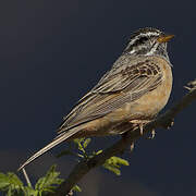 Cinnamon-breasted Bunting