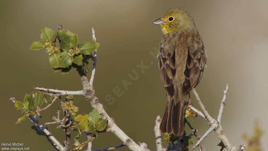 Bruant cendré mâle adulte nuptial, habitat, pigmentation