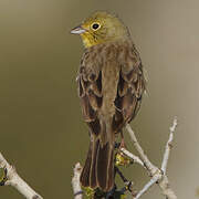 Cinereous Bunting