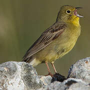 Cinereous Bunting