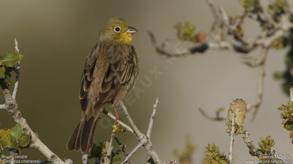 Cinereous Bunting