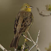 Cinereous Bunting