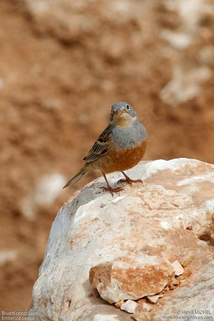 Cretzschmar's Bunting male adult breeding