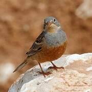 Cretzschmar's Bunting