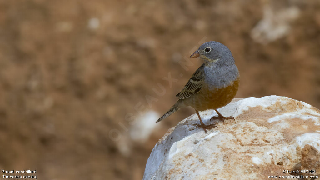 Cretzschmar's Bunting