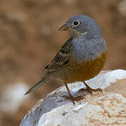 Cretzschmar's Bunting