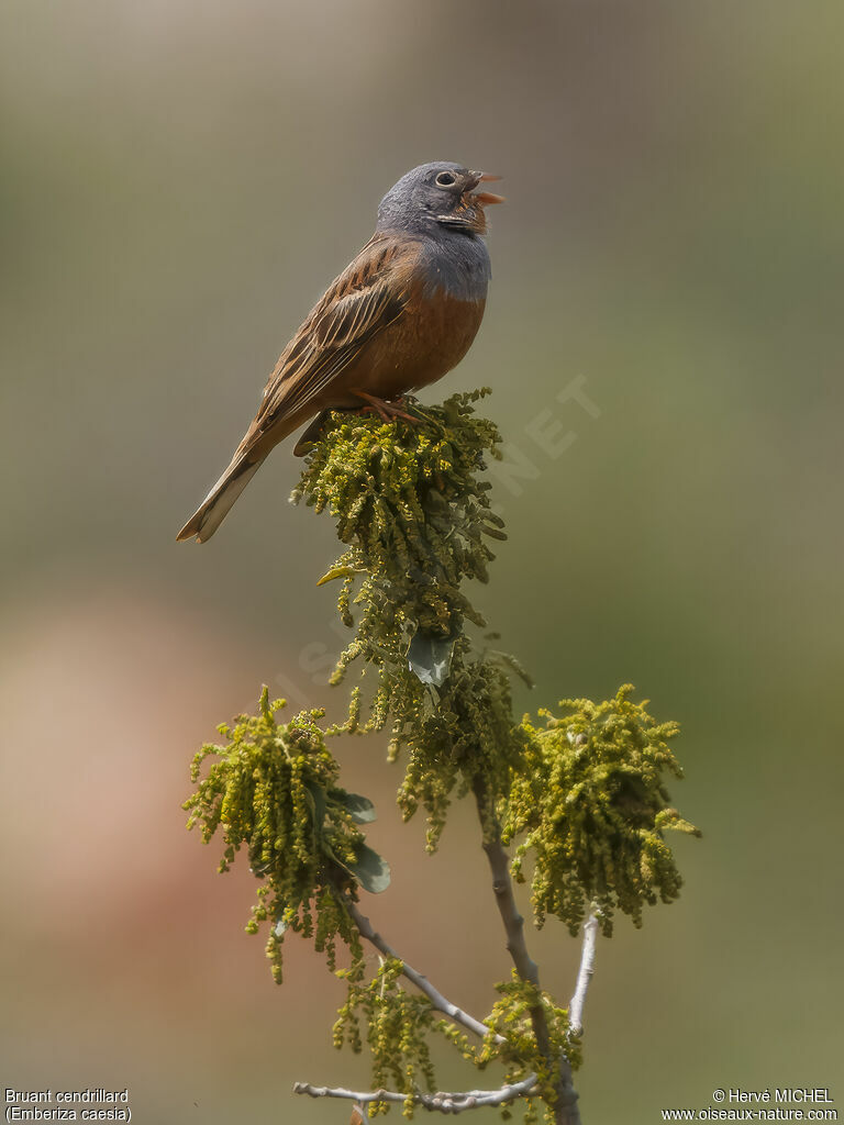 Cretzschmar's Bunting male adult breeding