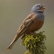 Cretzschmar's Bunting