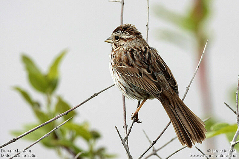 Song Sparrow male adult breeding