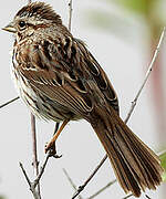 Song Sparrow