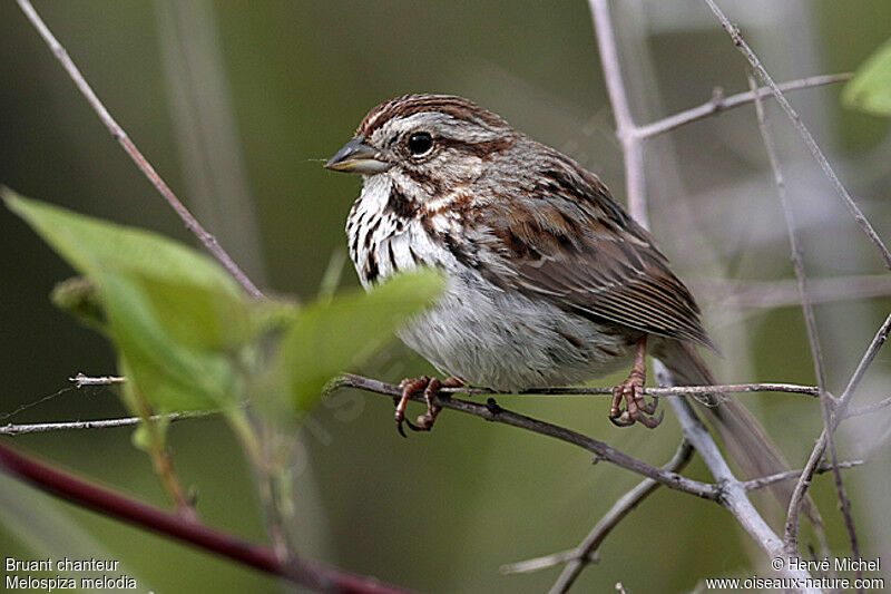 Song Sparrow male adult breeding