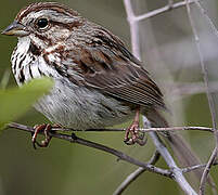 Song Sparrow