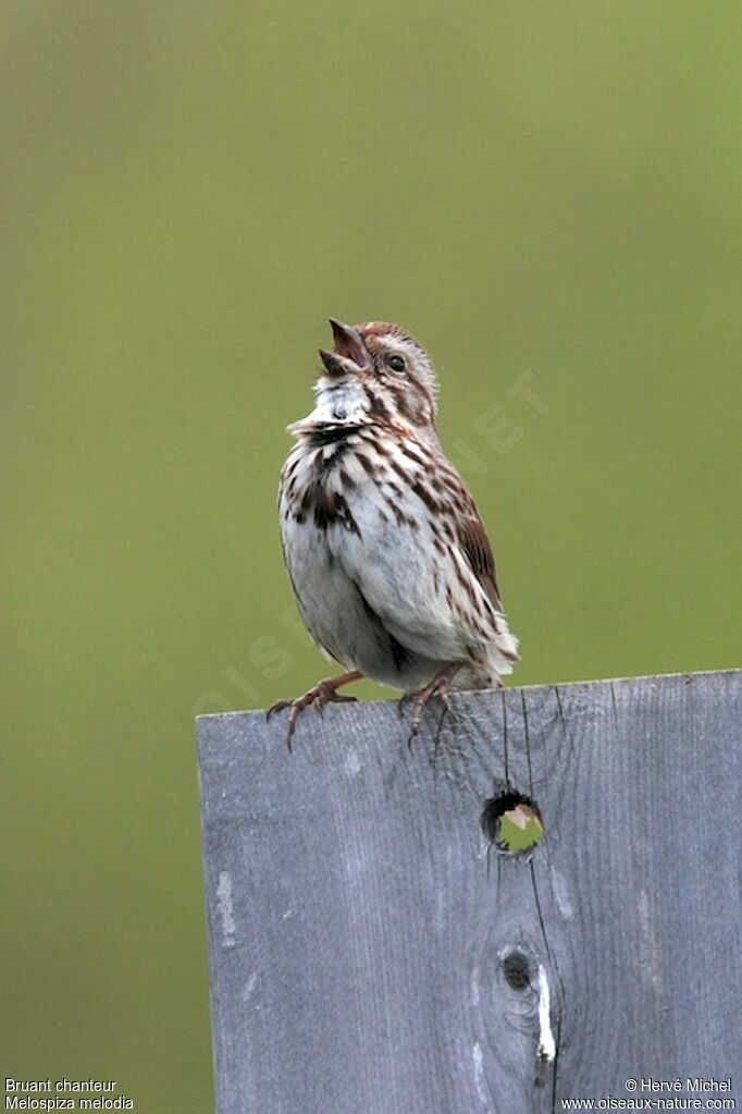 Song Sparrow male adult breeding