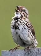 Song Sparrow