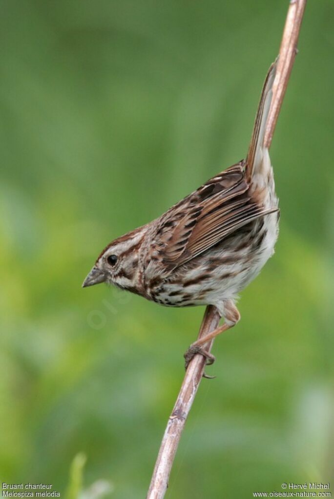 Song Sparrow male adult breeding