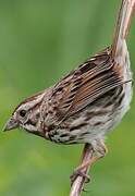 Song Sparrow