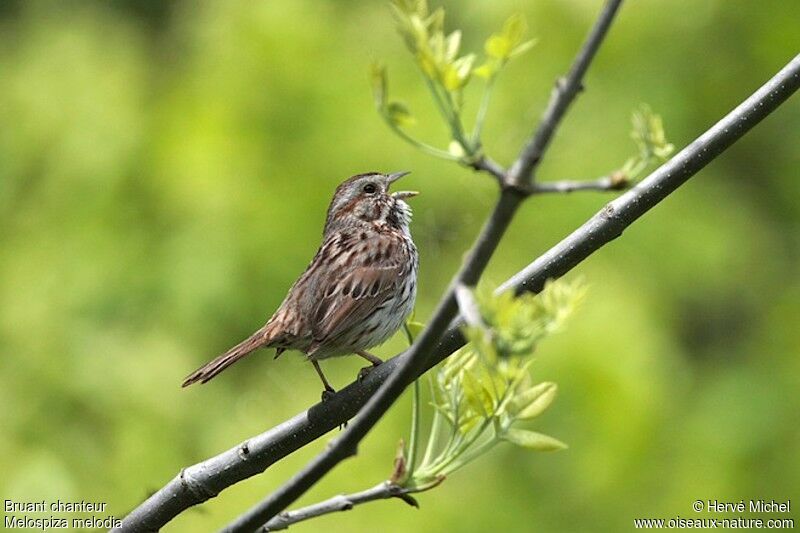 Song Sparrow male adult breeding